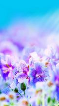 Flowers Purple iPhone Wallpaper Design