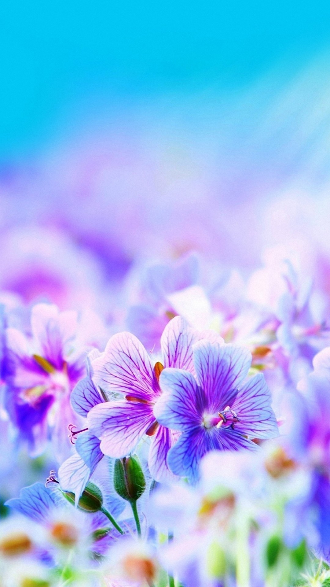 Flowers Purple iPhone Wallpaper Design with high-resolution 1080x1920 pixel. You can set as wallpaper for Apple iPhone X, XS Max, XR, 8, 7, 6, SE, iPad. Enjoy and share your favorite HD wallpapers and background images