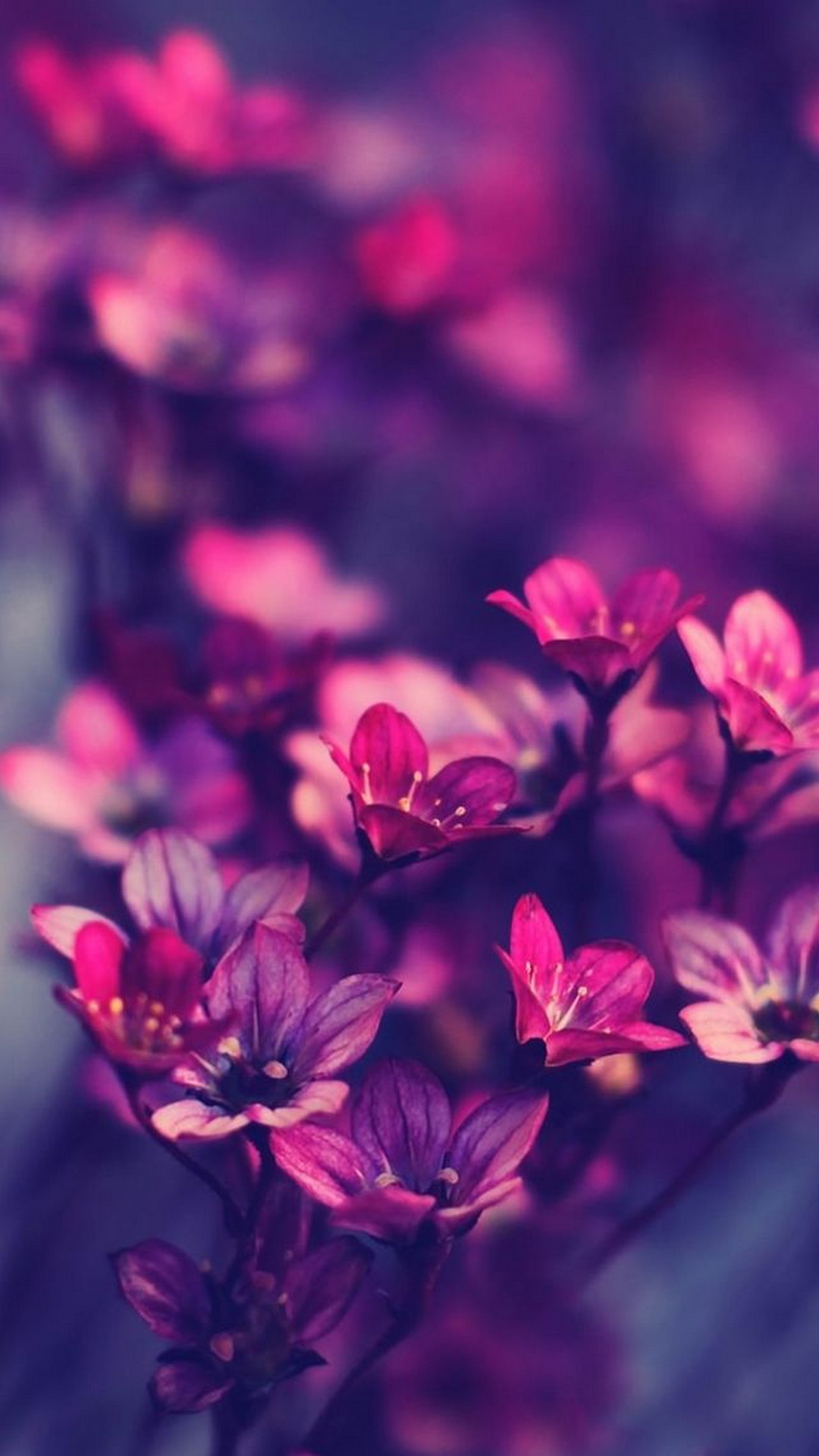 Flowers Purple iPhone Wallpaper HD with high-resolution 1080x1920 pixel. You can set as wallpaper for Apple iPhone X, XS Max, XR, 8, 7, 6, SE, iPad. Enjoy and share your favorite HD wallpapers and background images
