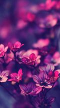 Flowers Purple iPhone Wallpaper Tumblr